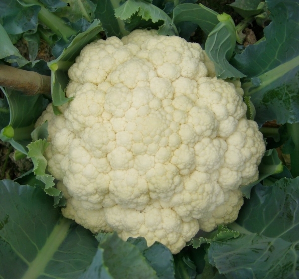 白花椰菜-白花椰菜的營養&amp;功效:白花椰菜含蘿蔔硫素有防癌功效!