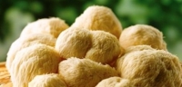 猴頭菇-五大猴頭菇營養價值&猴頭菇功效:猴頭菇對治療腸癌有輔助作用!