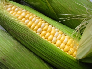 玉米營養&amp;功效-玉米營養功效多:玉米大量黃體素.玉米黃質,護眼抗衰老!