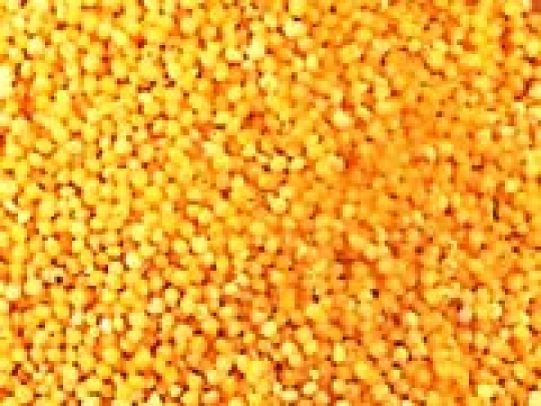 小米又稱粟米-小米營養價值&amp;小米功效:小米含大量酶有健胃消食養脾胃補元氣的功效!