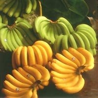 香蕉-香蕉熱量及營養價值:香蕉功效多,香蕉治貧血.高血壓.抑鬱症等!