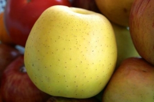 蘋果料理食譜-六道蘋果料理&amp;蘋果吃法:蘋果生吃蘋果熟吃功效各不同,蘋果糯米粥可減輕腹瀉症狀!