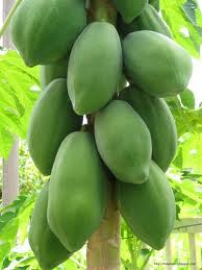 青木瓜料理食譜-三道青木瓜做法料理:青木瓜含木瓜酵素促進健康幫助消化喔!