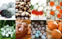 膽固醇&amp;六項雞蛋健康飲食-三項蛋的正確食用方法:雞蛋這樣吃避免膽固醇過高!